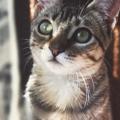 Vee Beautiful Kitten
