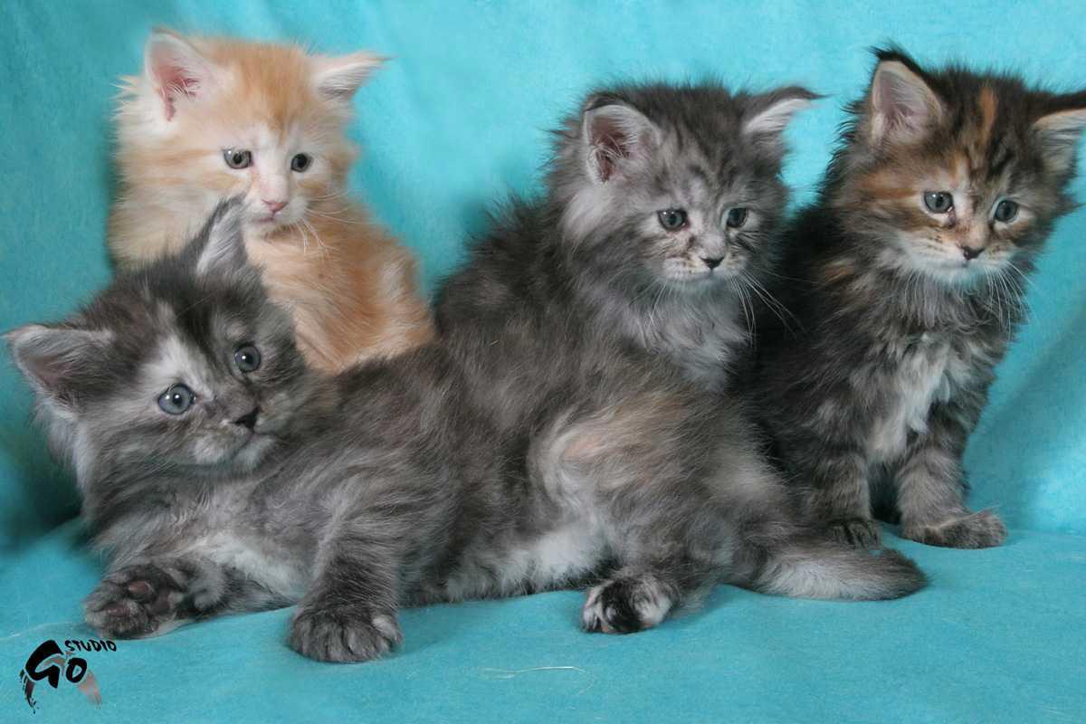 Gang of Kittens