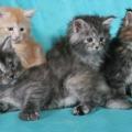 Gang of Kittens