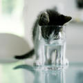 Elle in Water