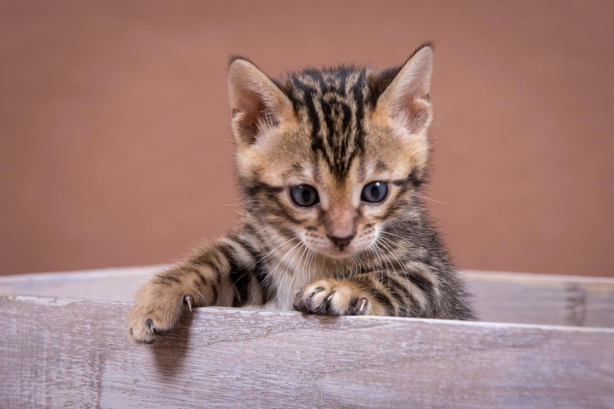 Malu Bengal