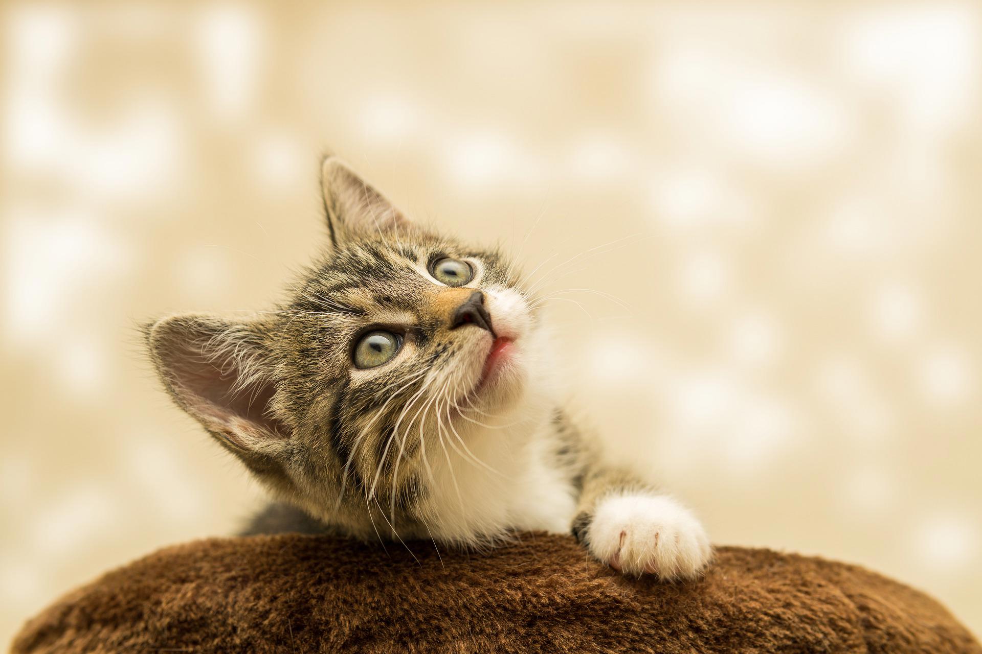 cat-g925c91c7f 1920