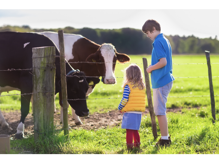 When is a cow a dog? How children’s understanding of words changes over development.